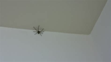 房間蜘蛛 高對 低對
